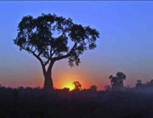 Sdamerika, Argentinien - Uruguay - Paraguay - Brasilien: Die Geschichte der Flsse - Baum im Licht der untergehenden Sonne