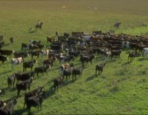 Sdamerika, Argentinien - Uruguay - Paraguay - Brasilien: Die Geschichte der Flsse - Viehherde an der Estancia San Francisco